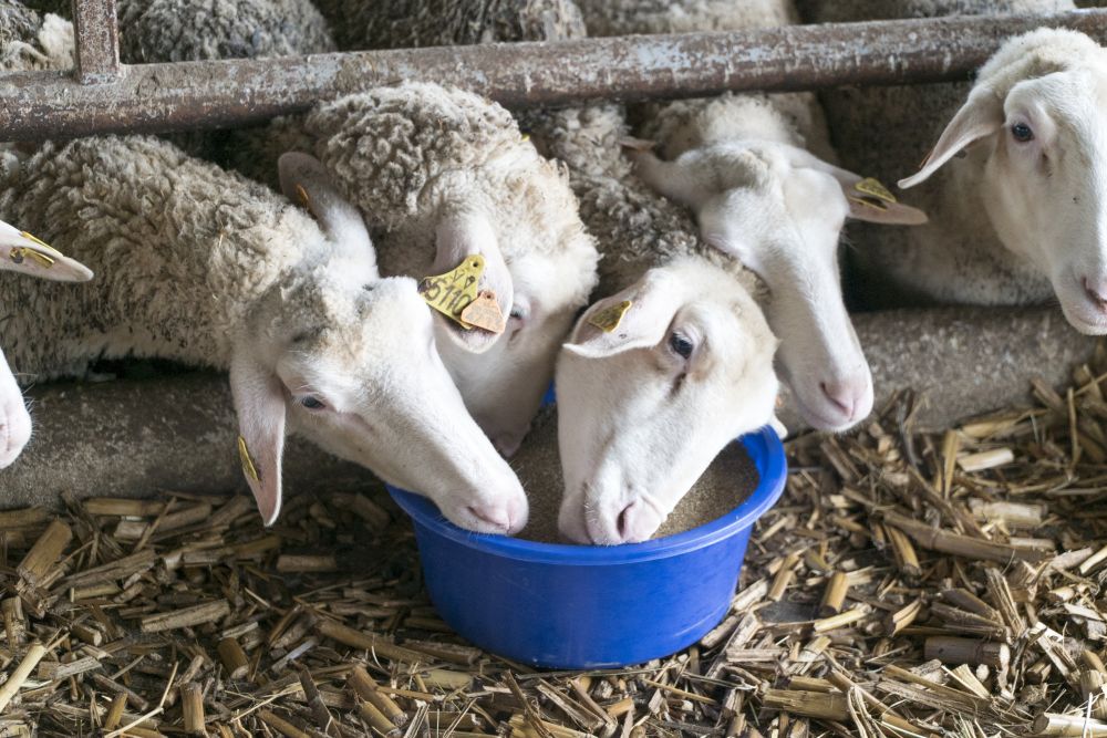 За здрави и продуктивни овце - осигурете им нужните витамини и минерали