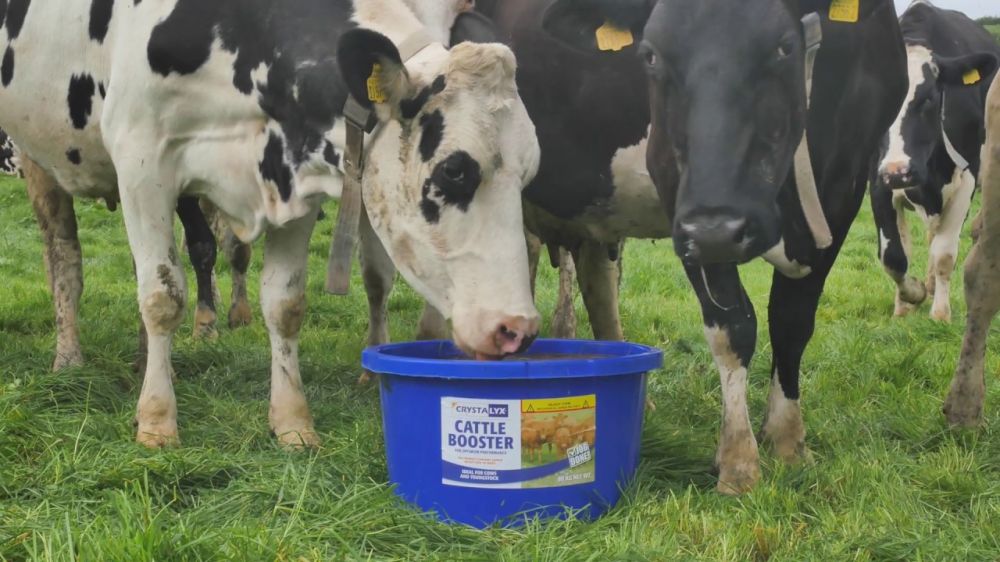 Пасищно хранене + Crystalyx® Cattle Booster = Отлични резултати