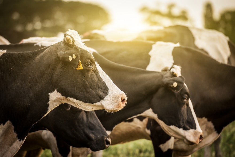 Топлинният стрес понижава продуктивността на животните през летните месеци